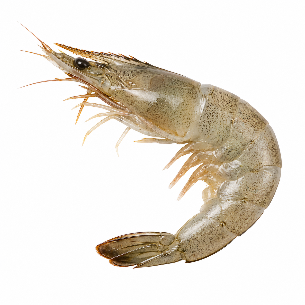 Vannamei Prawn